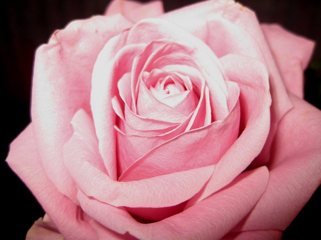 Free Rose Flower photo and picture