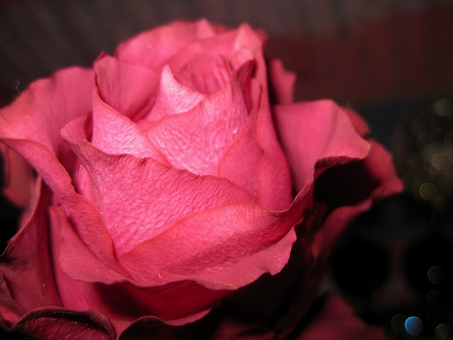 Free Rose Flower photo and picture