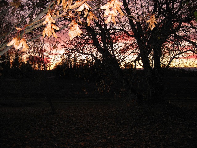 Free Autumn Ruska photo and picture