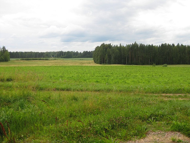 Free Summer Landscape photo and picture