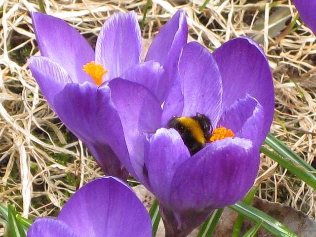 Free Spring Crocus photo and picture