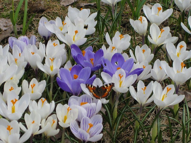 Free Nettle Butterfly Crocus photo and picture