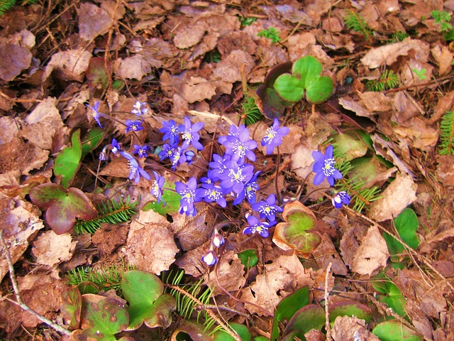 Free Spring Anemones photo and picture