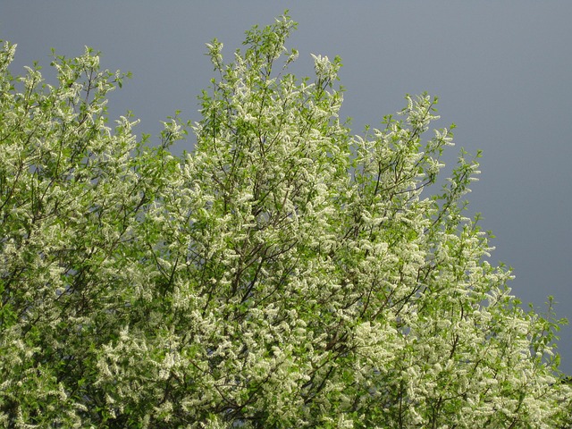 Free Bird Cherry Tomorrow'S Flowers photo and picture