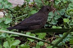 blackbird, turdus merula, true
