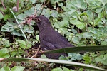 blackbird, turdus merula, true