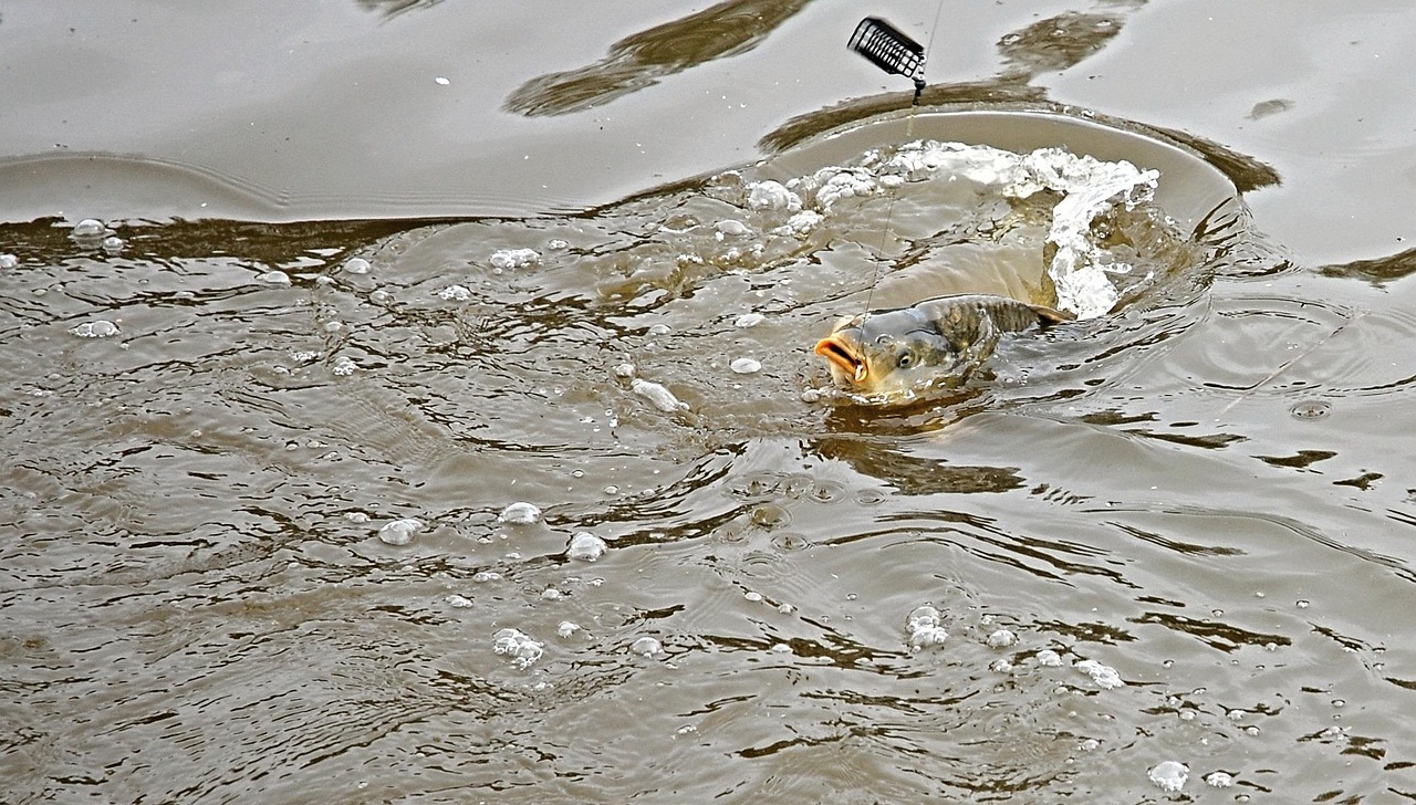 Controller Galleggiante Per Pesca Alla Carpa - Carp On, Superficie Grossolana