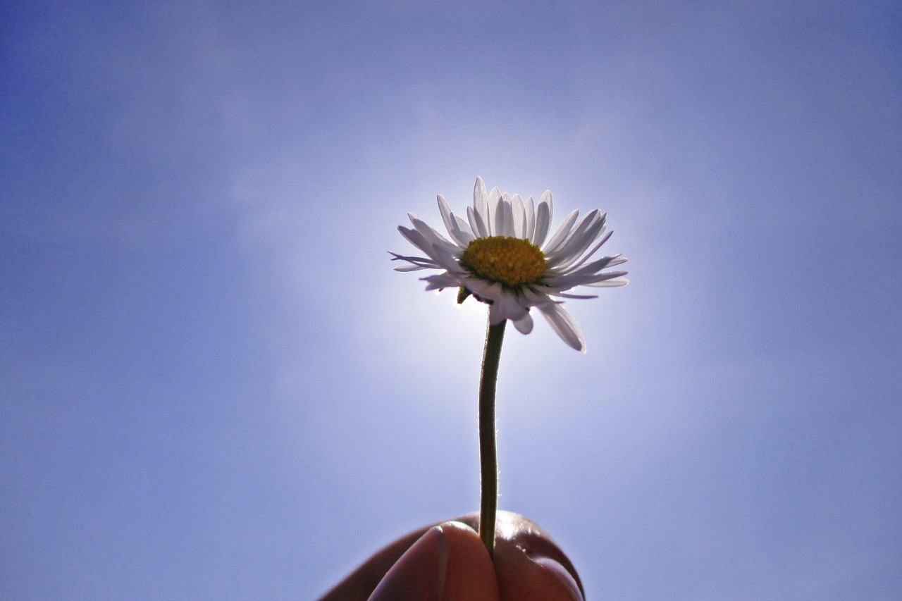 Download free HD stock image of Daisy Lighting Free Daisy Lighting photo and picture