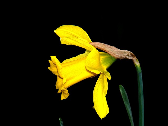 Free Daffodils Bloom photo and picture