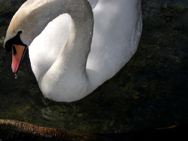 Free Swan White photo and picture
