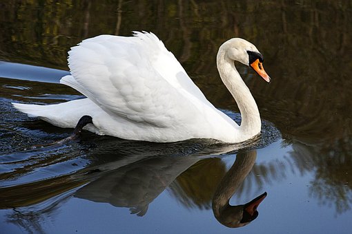Free Swan Water Bird photo and picture