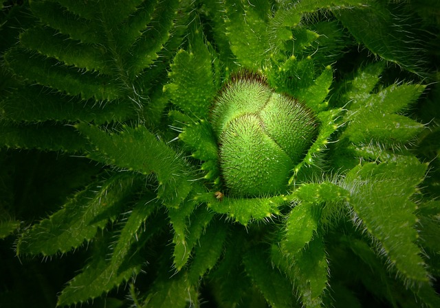 bud, plant, poppy, ornamental plant, green, flora, garden, leaf, flower, beautiful flowers, furry, haired, closed, poppy plant, blossom, bloom, nature, structure, macro, close up, flower wallpaper, macro-photography, flower background, macro photography, plants, lichtspiel, blossoms, botany, garden flower, macro shot, macro photo