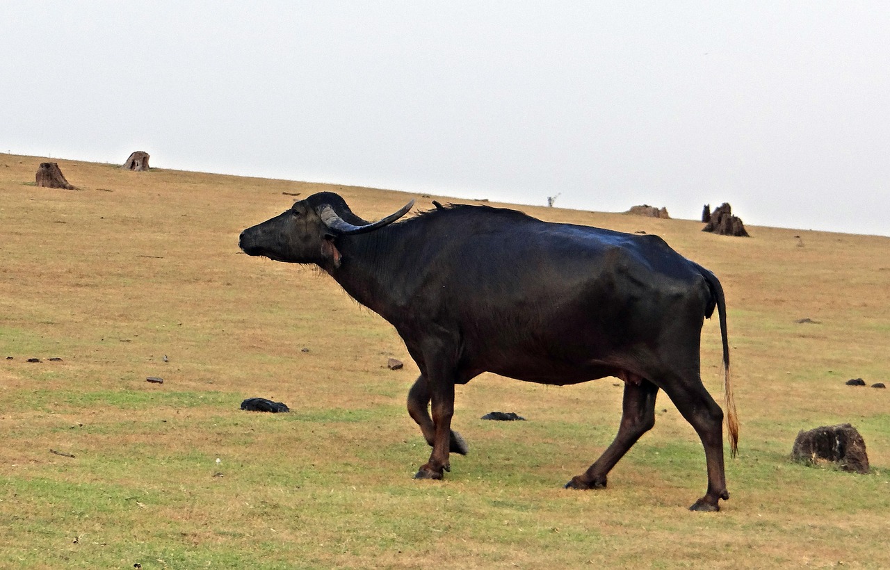 Buffalo - free online jigsaw puzzle photo