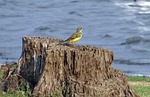 yellow wagtail, wagtail, bird