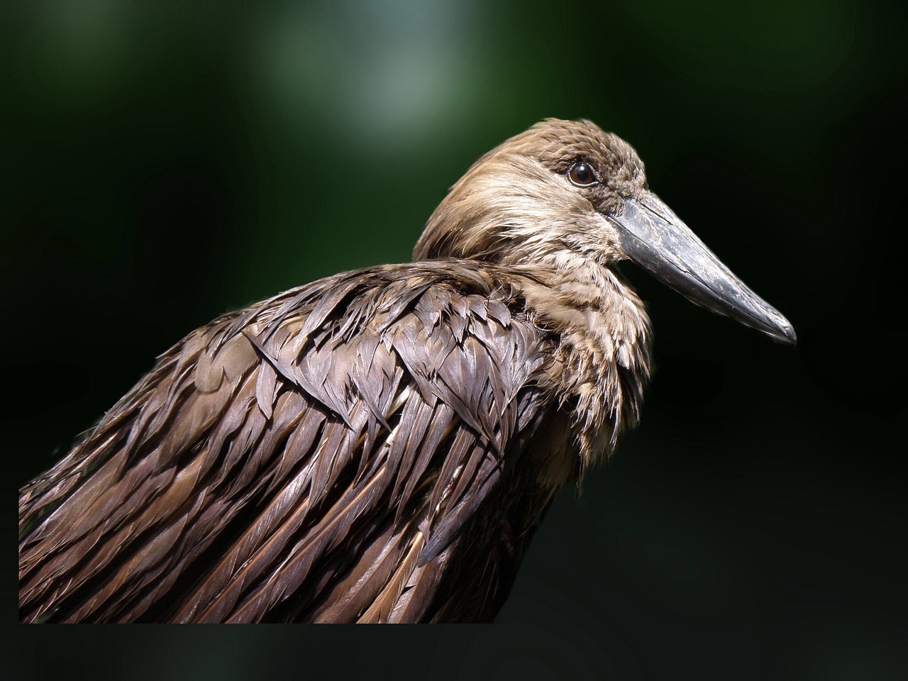 Pájaro Volar Alas - Foto gratis en Pixabay - Pixabay