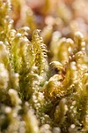 moss, macro, green