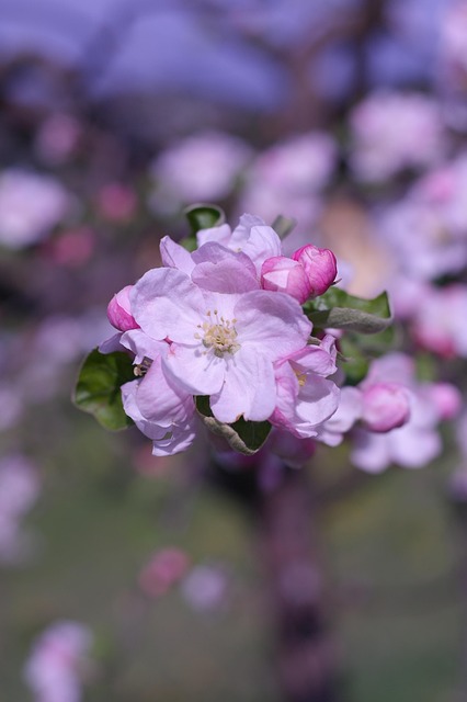 Træ, Abrikos, Blomstre, Lyserød