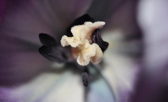 Free Orchid Flower photo and picture