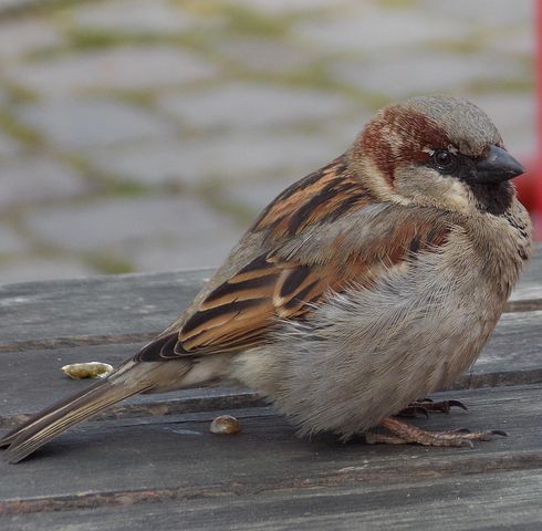 100+ Free House Sparrow &amp; Sparrow Photos - Pixabay