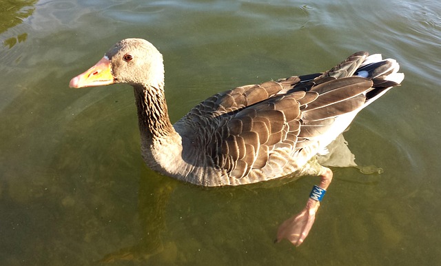Free Duck Water Bird photo and picture