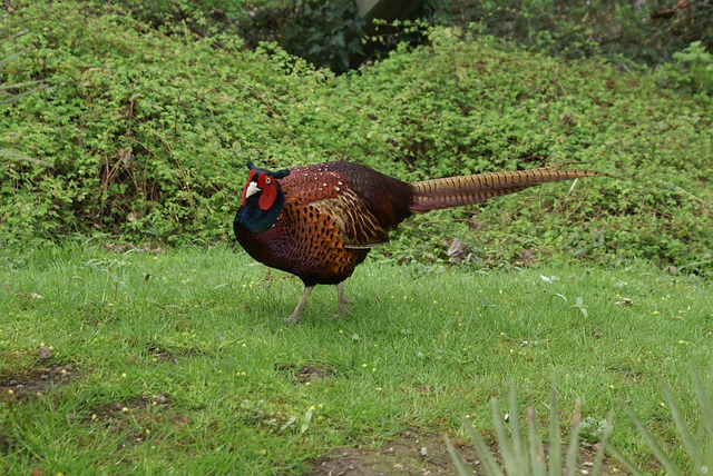 Free Pheasant Plumage photo and picture