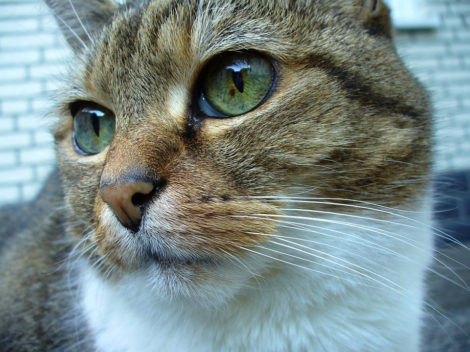 猫 俏皮的 家畜 - Pixabay上的免费照片