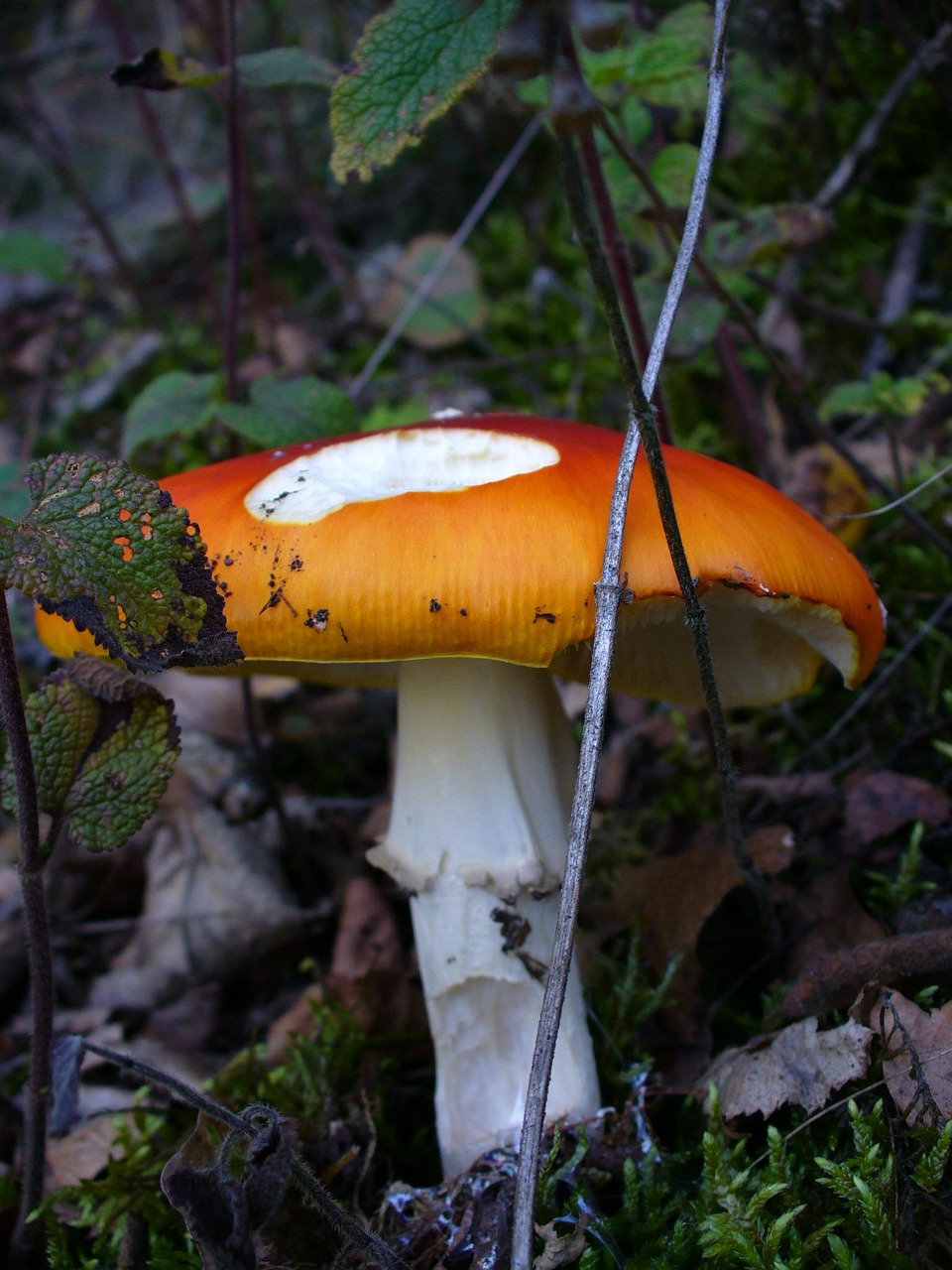 Seta Modanloo Seta Venenosa Venenoso Naturaleza - Foto gratis en Pixabay - Pixabay