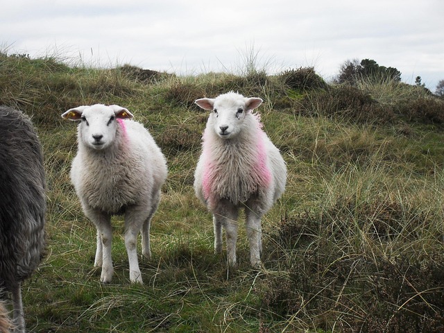 Free Sheep North Sea photo and picture