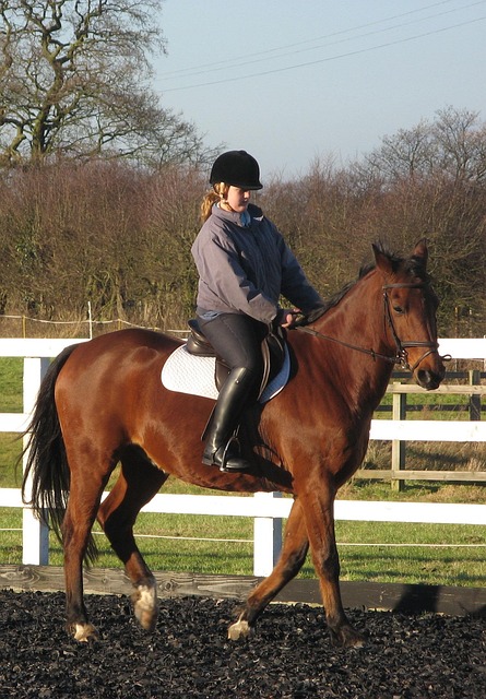 Free Sport Equestrian photo and picture