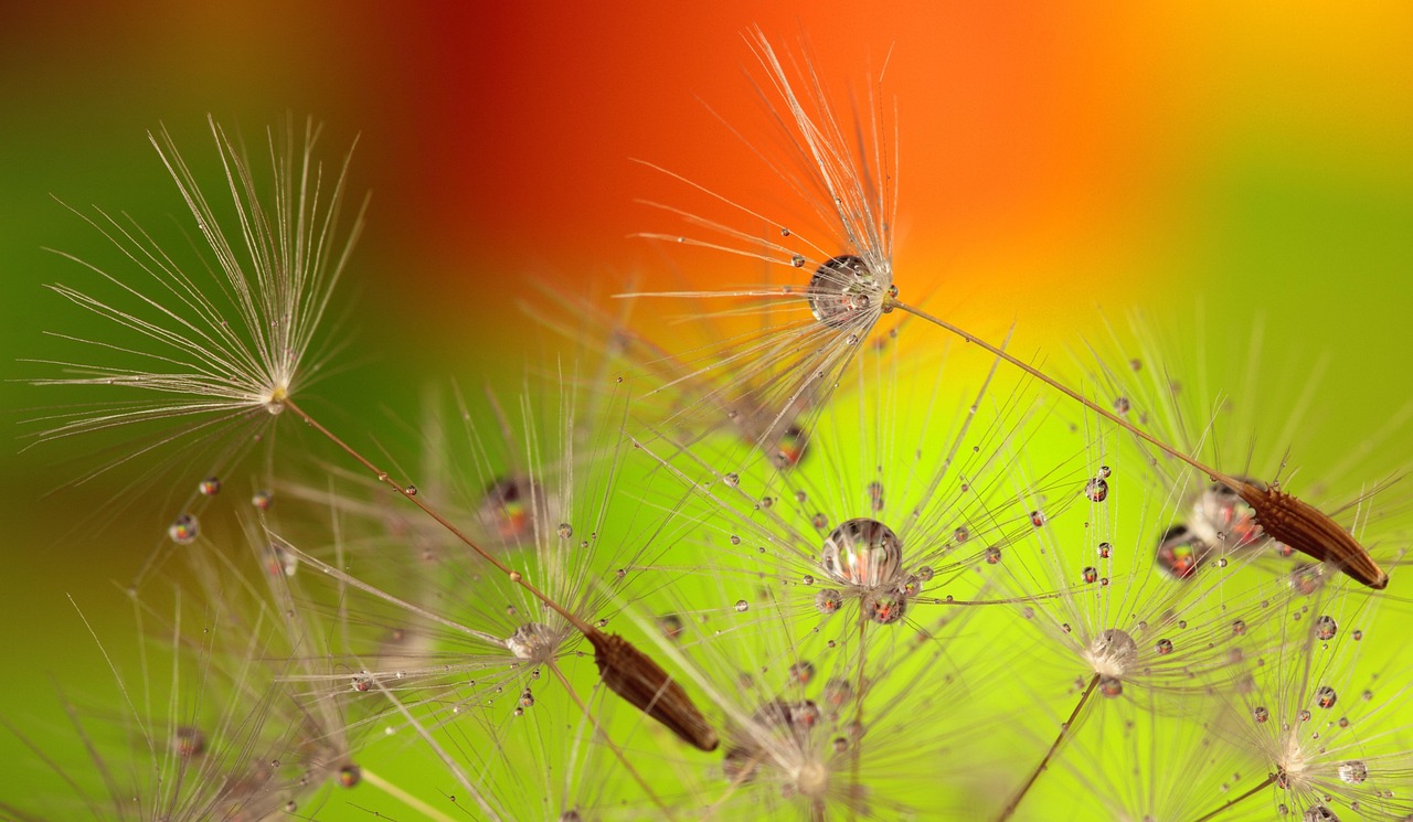 Flowers - free online jigsaw puzzle photo