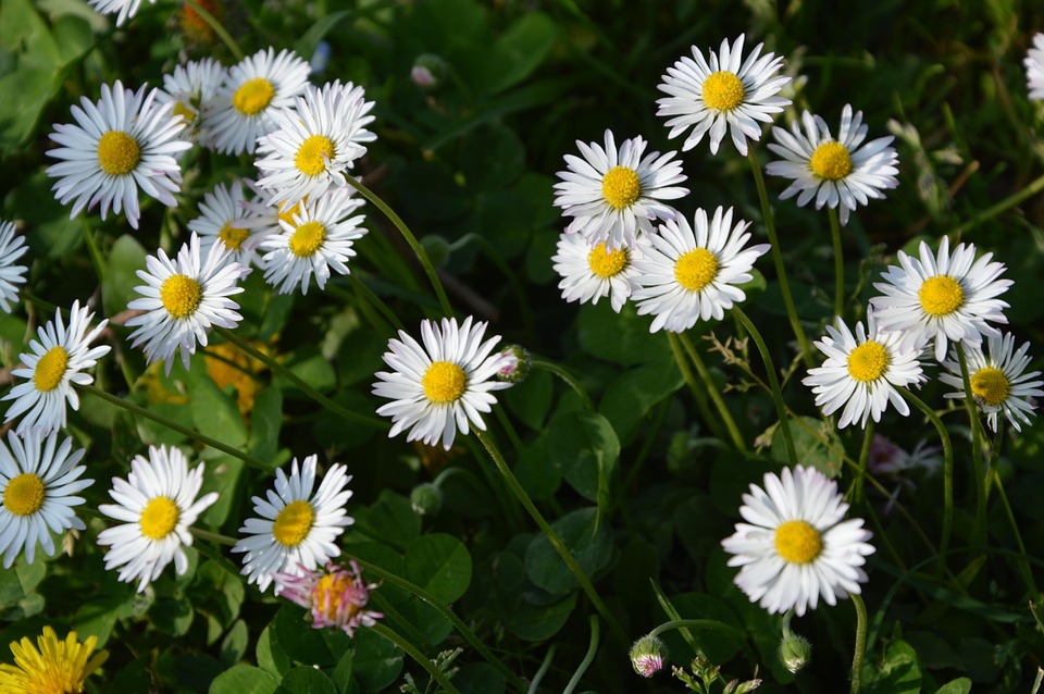 Daisies Daisy White · Free photo on Pixabay