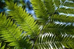 tree fern, rainforest, foliage