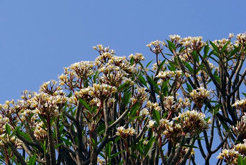 Plumeria, Fleur De Frangipanier, Fleurs