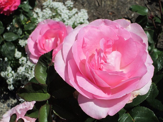 Free Roses Flower Background photo and picture