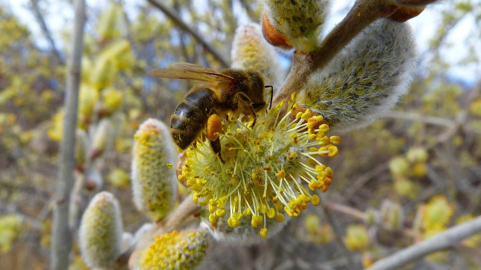 Insect Forage Insects Bee Forage - Free photo on Pixabay