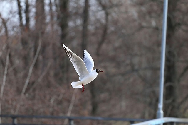 Free Bird Gull photo and picture