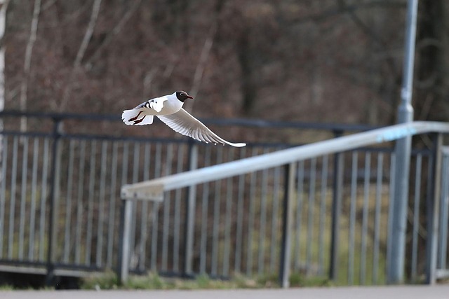 Free Gull Birds photo and picture