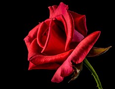 Red Rose, Rose, Rose Bloom, Blossom