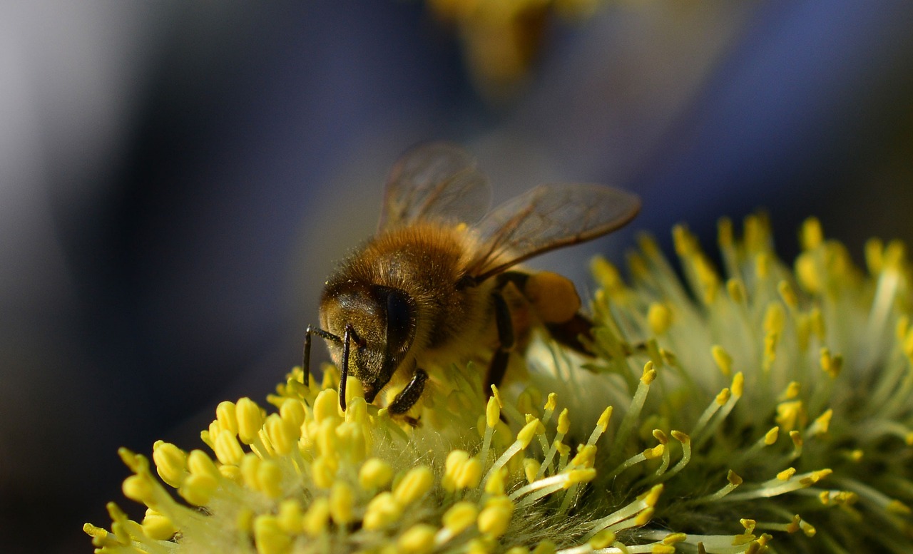 mehil-inen-makro-hy-nteinen-ilmainen-valokuva-pixabayssa-pixabay