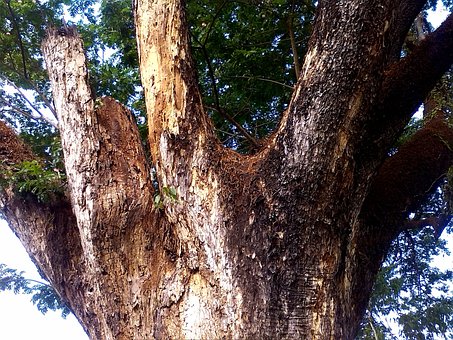 Árbol, Tronco, Sucursales, Naturaleza