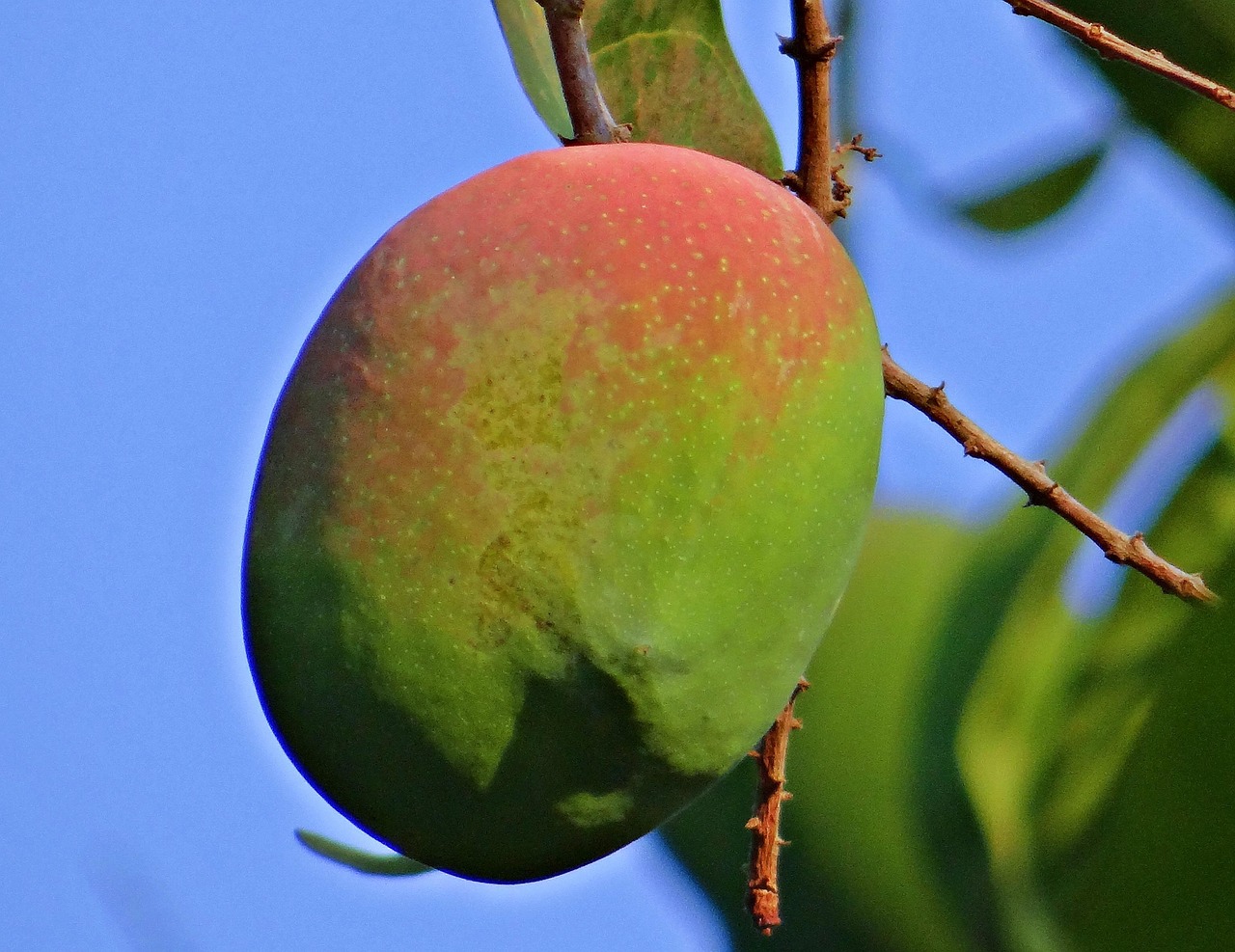 100+ Free Mango Tree & Mango Photos Pixabay