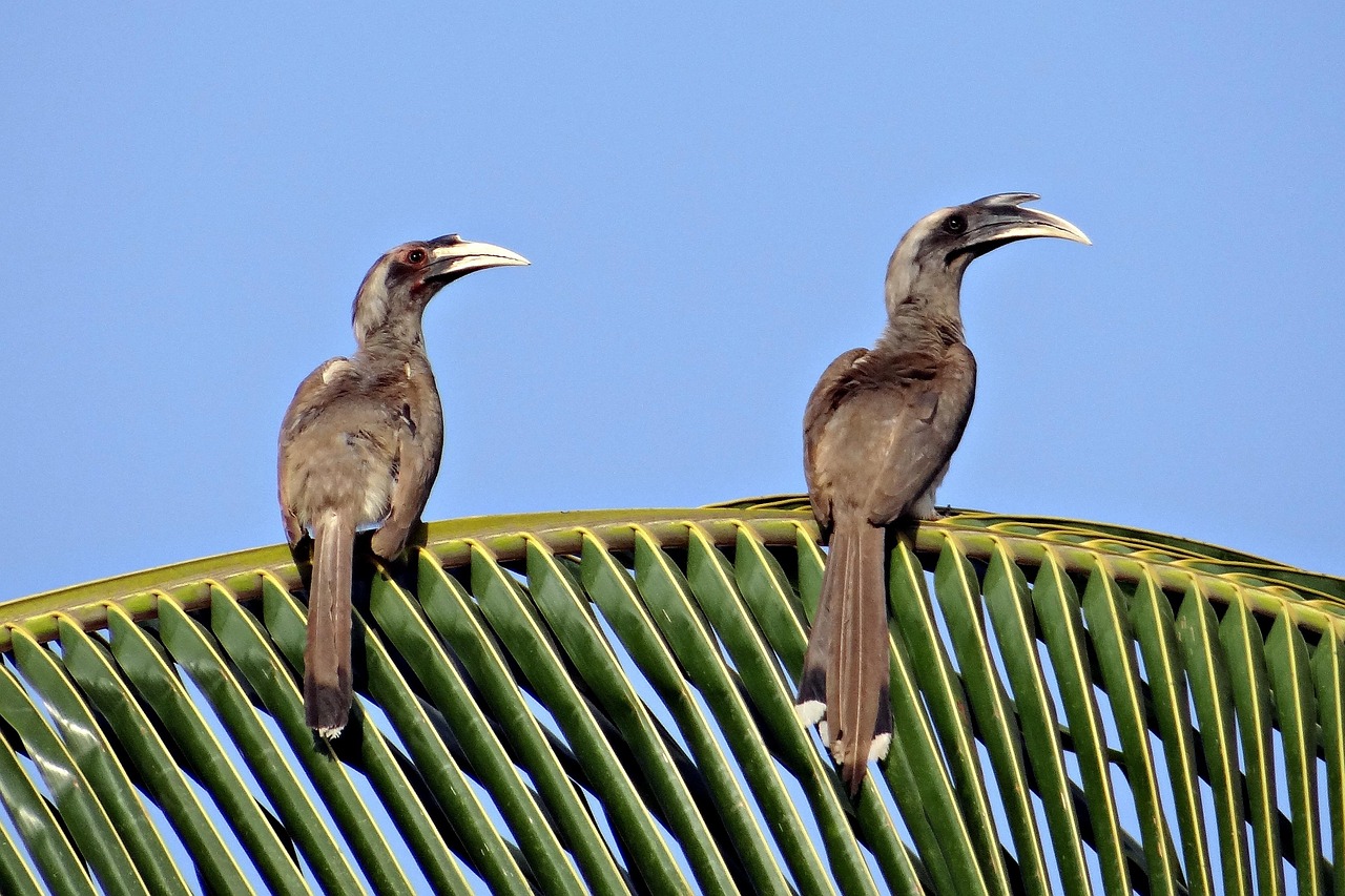 600+ Free Indian Birds &amp; Bird Images - Pixabay