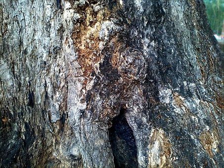 Tronco De Arbol, Ladrar, Árbol