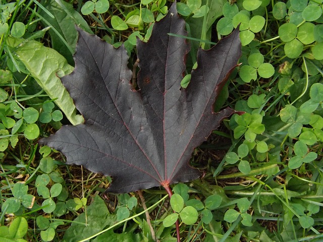 Free Maple Leaf photo and picture