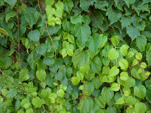 Free Bindweed Ivy photo and picture