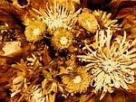 flowers, floral, blossom