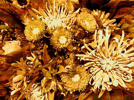Free Flowers Floral photo and picture