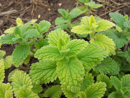 100 Gambar Daun Mint Dan Bunganya HD Paling Baru 100 Gambar Daun Mint Dan Bunganya HD Paling Baru