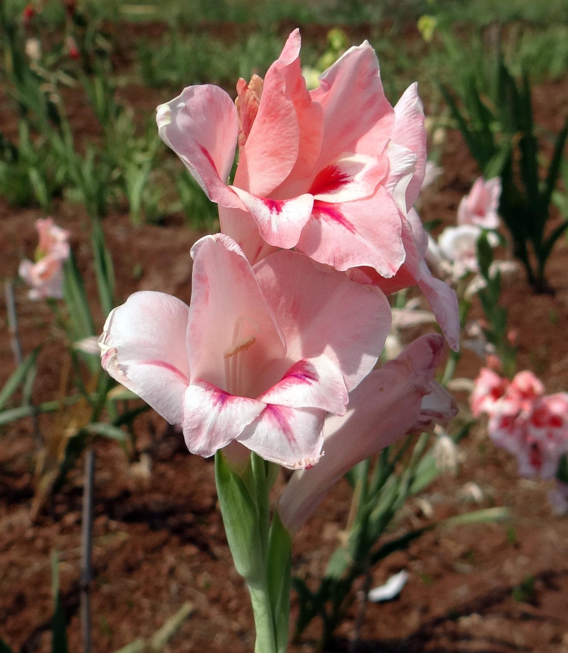 Gladiolus Blomma Persika Gratis Foto P Pixabay
