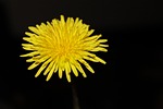 dandelion, buttercup, nature